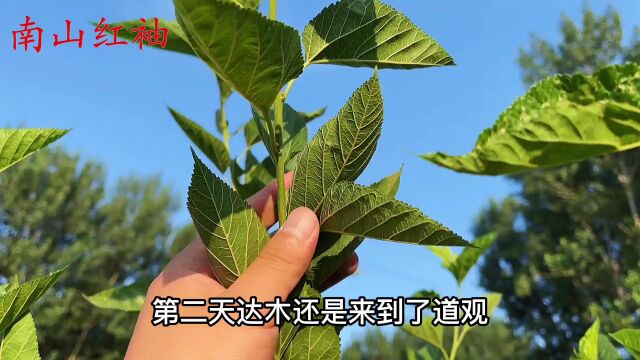 桑叶的这些好处与价值,你知道吗?看视频了解更多知识