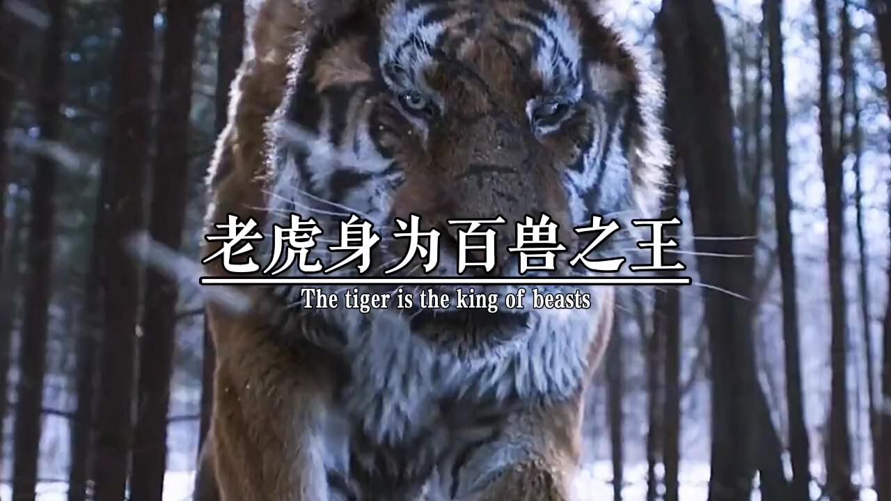 老虎身为百兽之王，根本就没有对手，事实证明并非如此_腾讯视频