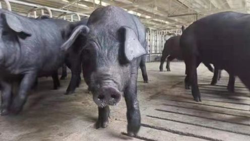 生态黑猪养殖知识，黑猪品种选择大揭秘！