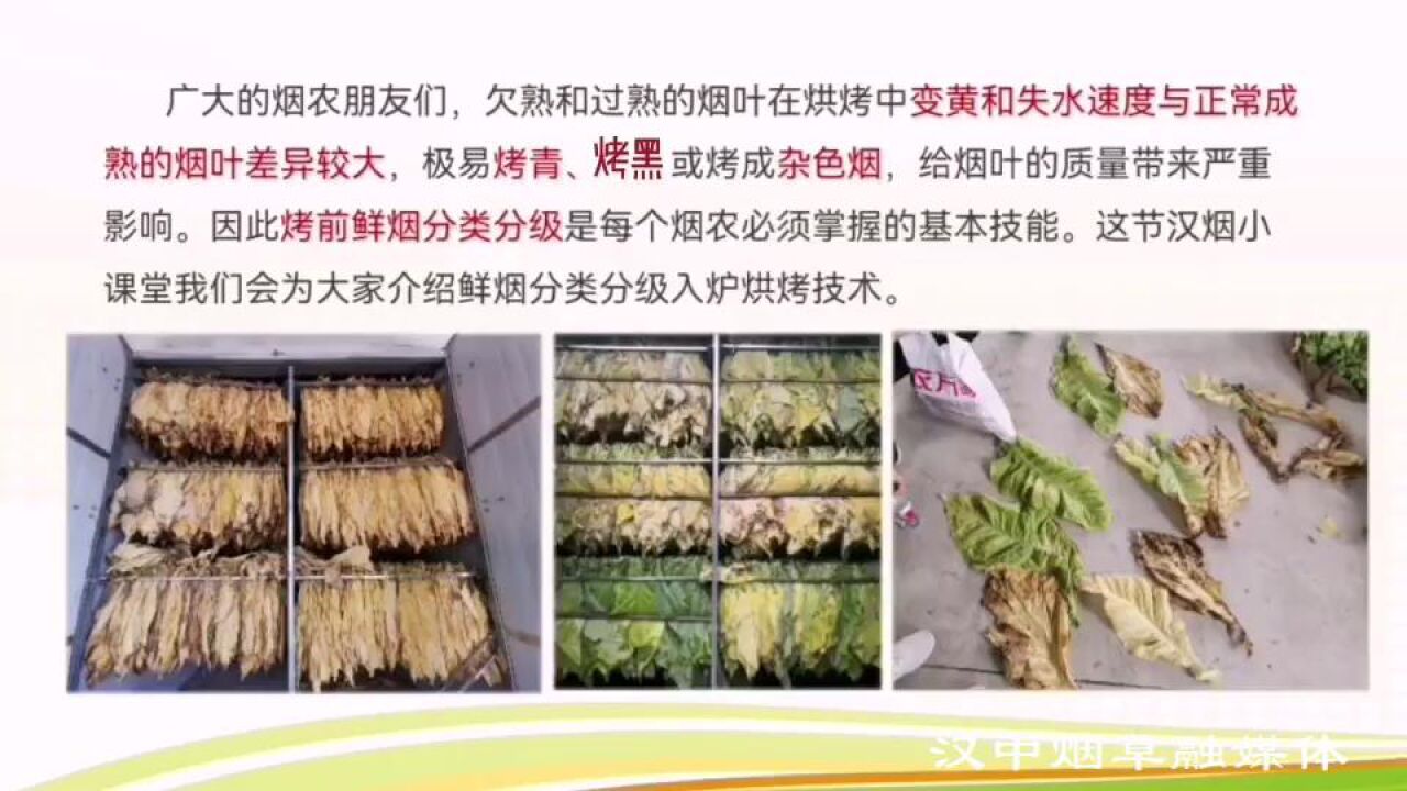 烤烟鲜烟分类分级入炉烘烤技术_高清1080P在线观看平台_腾讯视频