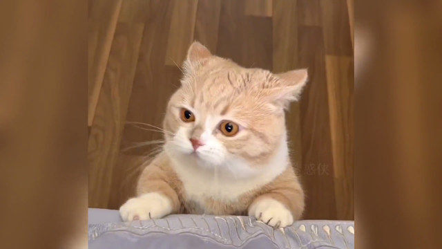 盘点那些猫猫震惊瞬间,猫咪震惊表情合集,一脸的不可思议#猫#震惊