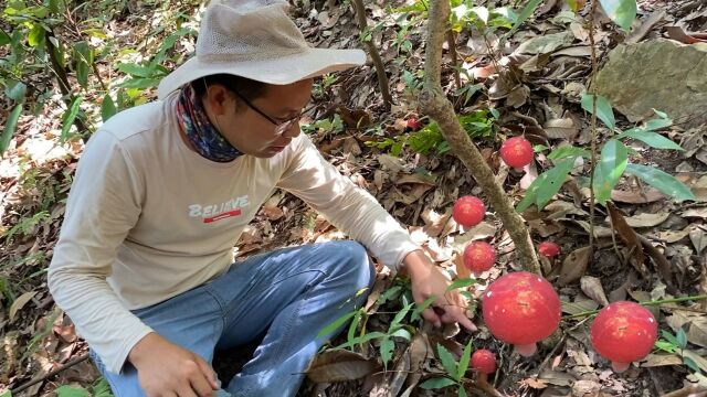 进山采蘑菇,扒开草堆发现了红菇窝,小伙哇哇大叫,这下要发财了