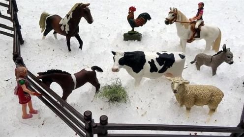 动物世界系列：雪地里的农场动物