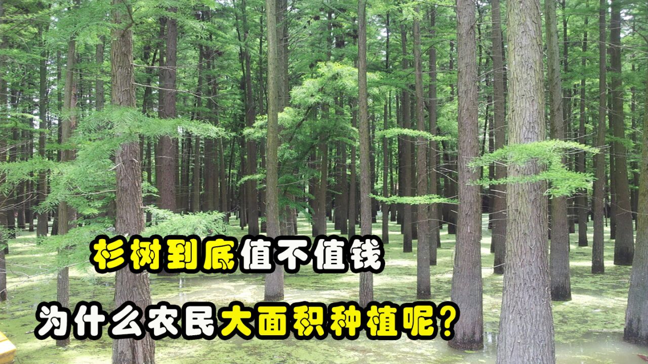 杉树(柏科杉木属植物)_搜狗百科