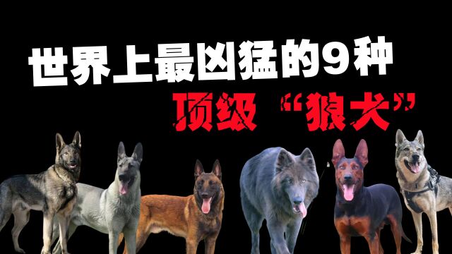 世界上最凶猛的9种顶级狼犬,你见过比狼还要可怕的狗吗?