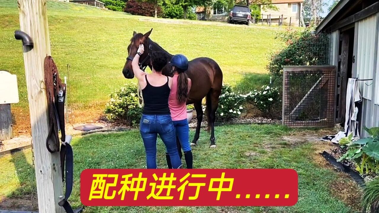 马儿配种全过程，公马不同意，两名女子强行配种_高清