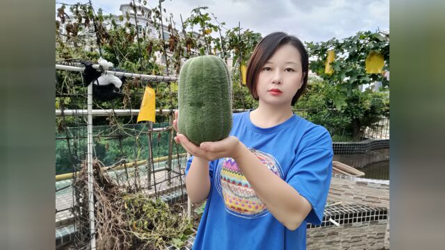 阳台的菜接近尾声今天摘了丝瓜 秋葵 辣椒 茄子丝瓜超大有四斤