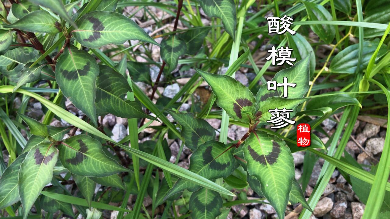 酸模叶蓼(蓼科蓼属植物)_搜狗百科