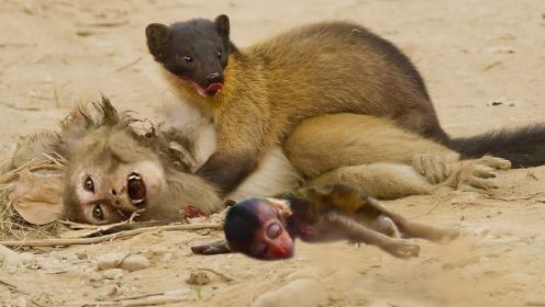 糟糕的！猫鼬无情地攻击猴子，一只猫鼬和三只狗之间的激烈战斗