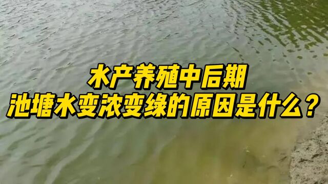 水产养殖中后期,池塘水变浓变绿的原因是什么?