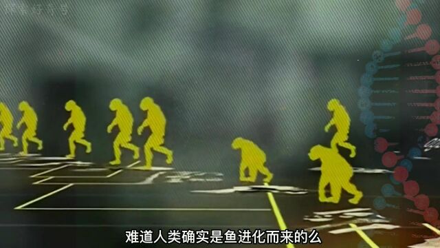 人类到底从何而来?真的是进化吗?人类起源之谜.