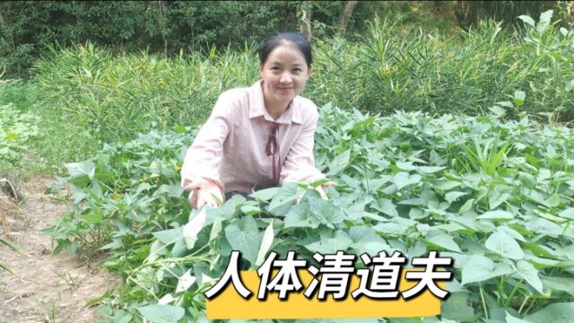 红薯叶被称为“救命菜”,到底有啥价值?看视频后明白了