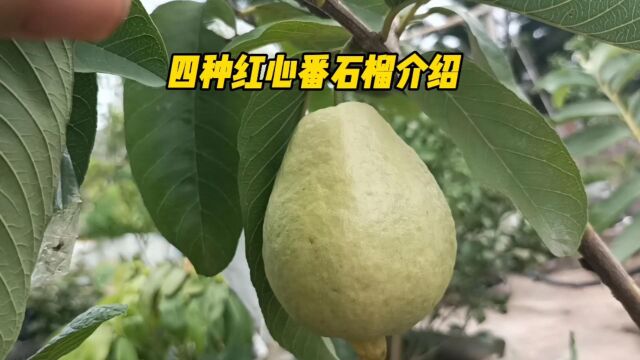 四种红心番石榴介绍