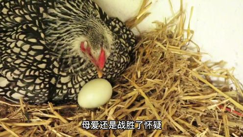 母鸡是否会抚养小鸭？生下来母鸡一脸震惊，这是个什么玩意儿？