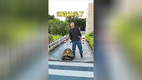 乌龟：为什么受伤的总是我