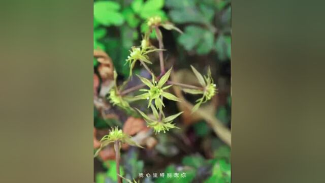 魅力中草药每日一药之黄连,全景展示药材从田间到药房的生命历程!药为医之魂,药材好、药才好! 别名:川连、尾连、姜连、萸连