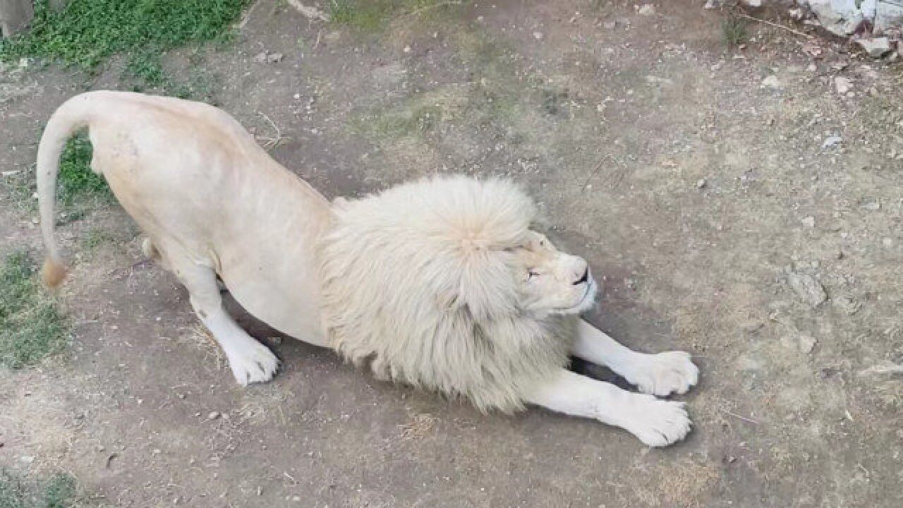 第一次见到大狮子伸懒腰!网友:这姿势和我家猫一模一样_腾讯视频