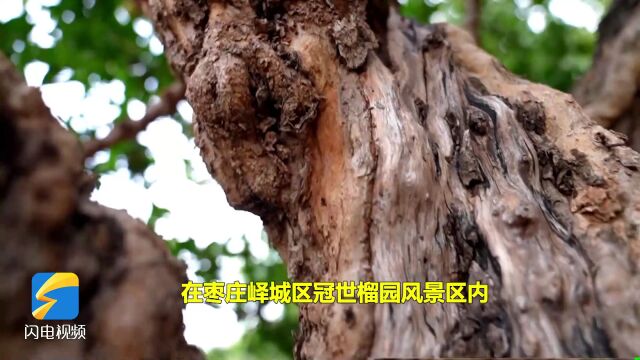 颗颗石榴树挂上“红灯笼”,枣庄冠世榴园风景独好