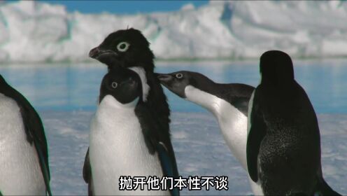 企鹅群中出现一只间谍企鹅，偷偷记录着他们的生活