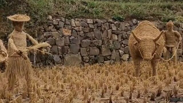 高手在民间!秋收后农田现稻草雕塑,稻草人拉着稻草牛耕田