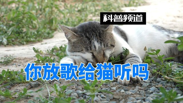 猫喜欢听什么音乐?