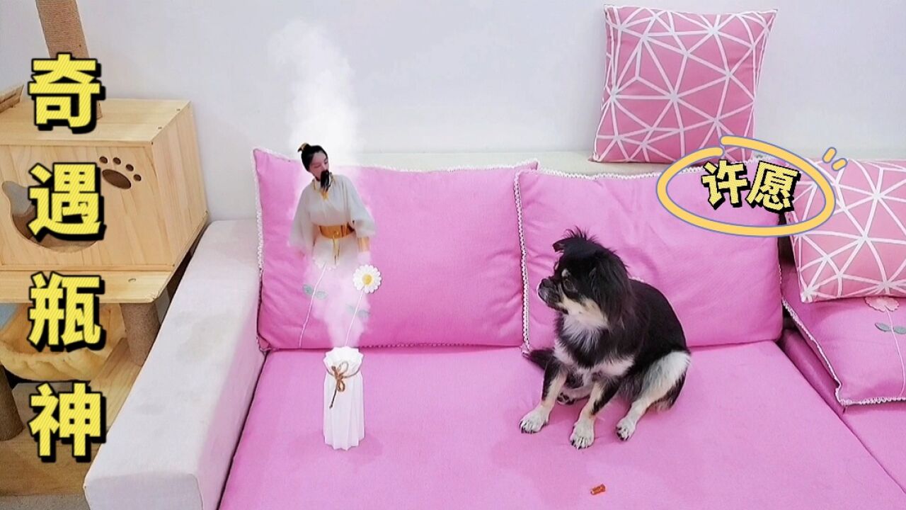 狗狗奇遇，瓶神给了狗狗三个愿望_高清