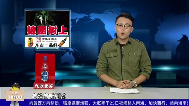 男子凌晨被困20米高树上,背后原因让人哭笑不得