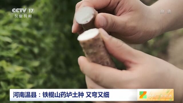 【中国三农报道】河南温县:订单为铁棍山药销售加“邮”助力