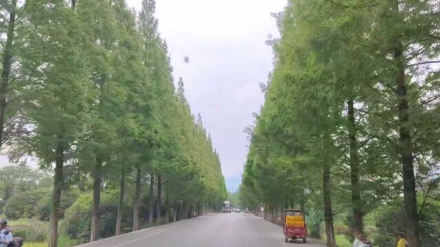 广西最美国道G321临桂段,景观树像人工修剪,摩旅的最爱