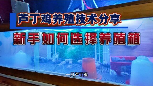 室内养殖网红芦丁鸡做宠物,新手养殖该如何选择养殖箱?因人而异