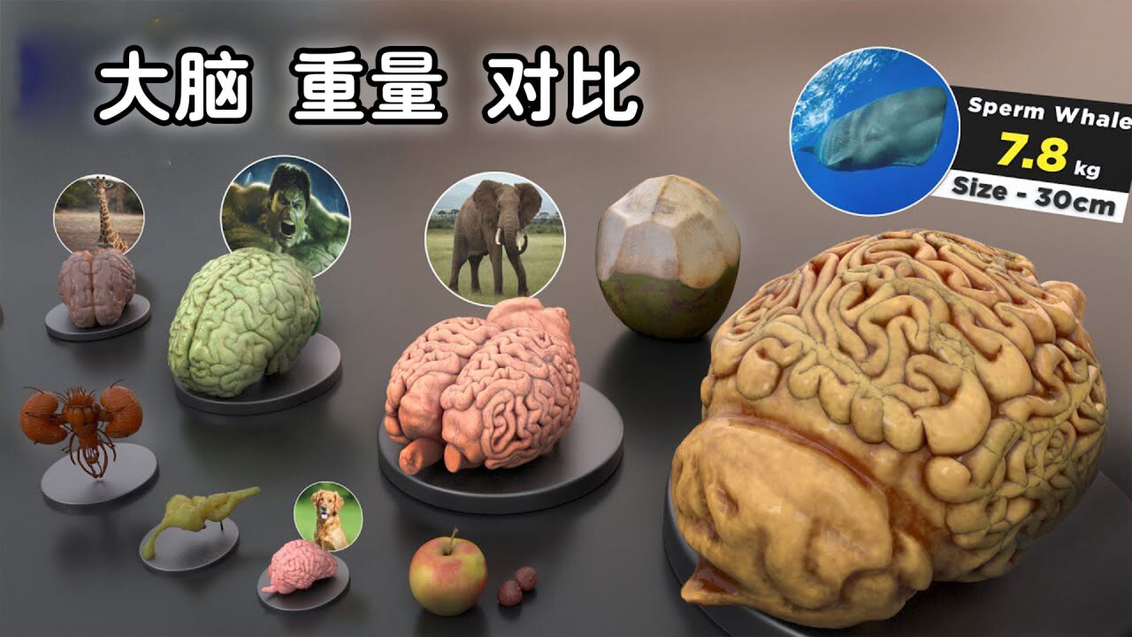 有趣的知识，各种生物大脑重量对比，你知道谁的大脑最重吗？_腾讯视频