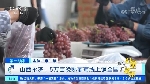 山西永济:5万亩晚熟葡萄线上销全国,销量节节攀升