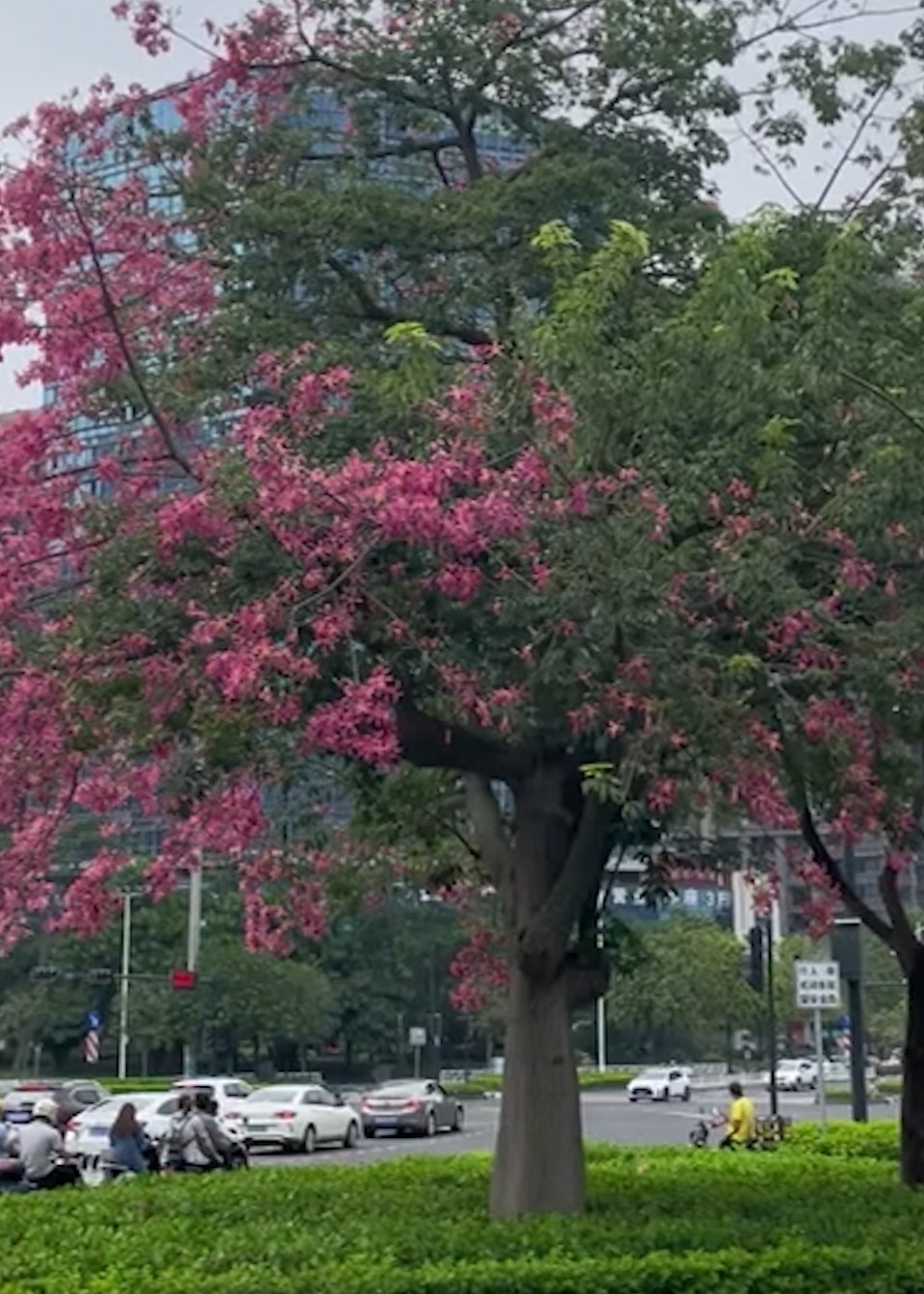 南宁街头现神奇"阴阳树":一半开满花,一半长满叶