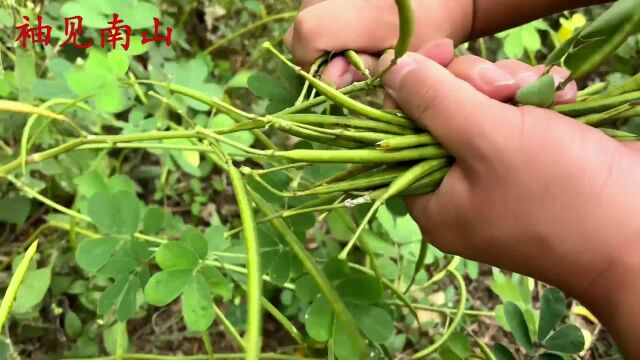 这种植,它叫决明子人称假花生,用途厉害