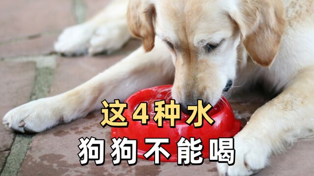 这4种水,狗狗不能喝