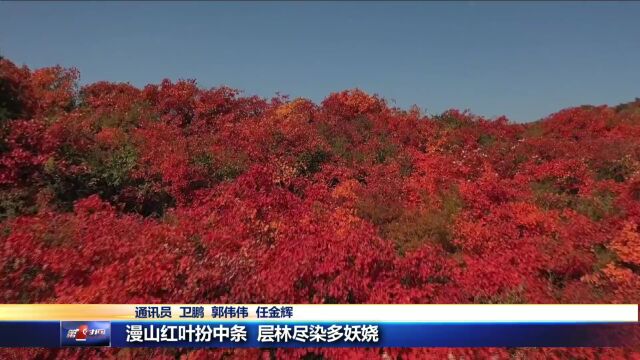 漫山红叶扮中条 层林尽染多妖娆