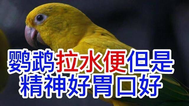 鹦鹉拉水便但是精神好胃口好 #鹦鹉 #萌宠 #鹦鹉