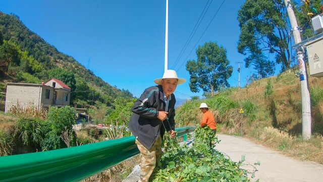 农村没人要的红薯藤拿来做过冬饲料,适用小型养殖场,简单易学