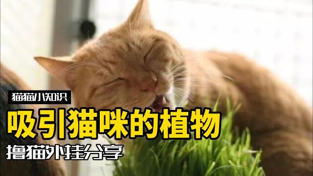 和猫薄荷同样效果的3种吸猫外挂!总有一款适合你的猫