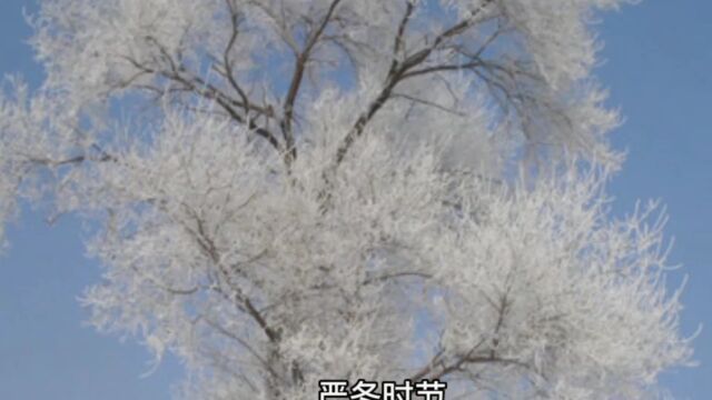 白雪公主《1》