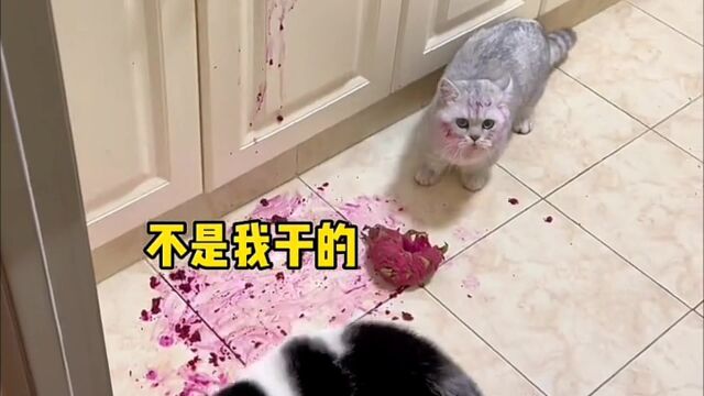 猫可以偷吃火龙果吗?