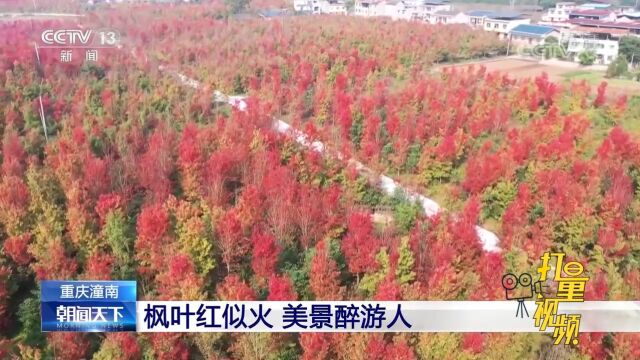 重庆潼南200多亩枫树逐渐变红,美景醉游人