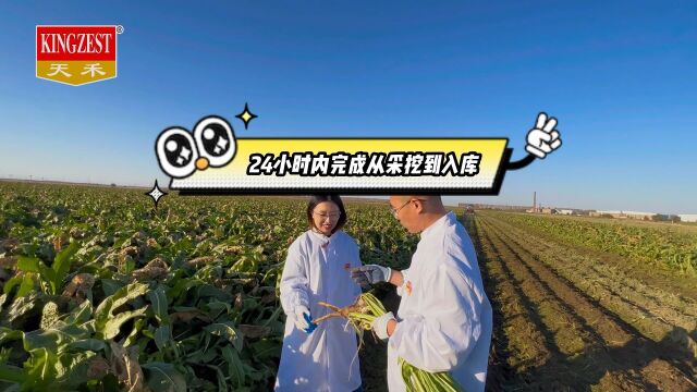 天禾食品辣根基地丰收2022