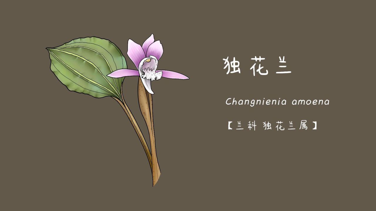 独花兰(兰科独花兰属)_高清1080P在线观看平台_腾讯视频