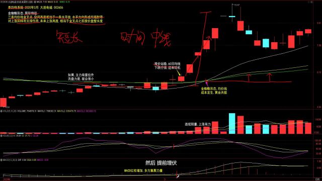 4.金蜘蛛形态图形特征