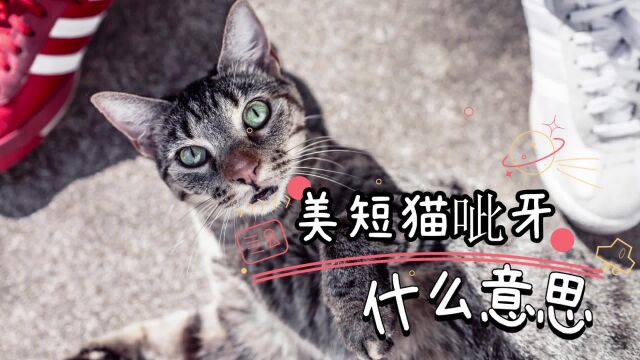 美短猫呲牙是什么意思?