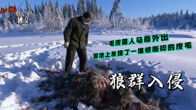 山地硬汉:猎人马蒂外出在雪地上发现了狼群撕碎一地的麋鹿皮毛