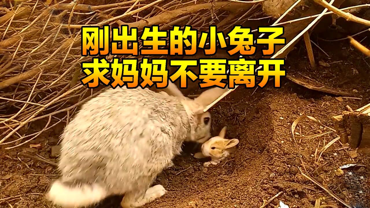 小兔子才刚出生,就被兔妈妈埋进土里,它为何这么狠心对待孩子_高清1080P在线观看平台_腾讯视频