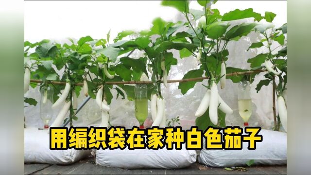 用编织袋在家种植白色茄子,不仅产量喜人,还非常有创意