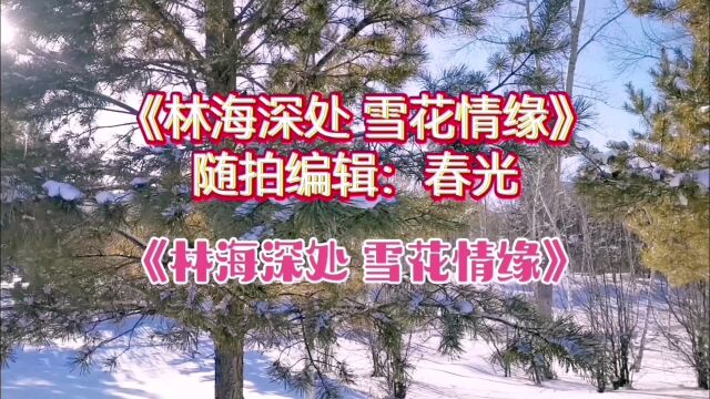 随拍《林海深处 雪花缘》图文配乐 字幕编辑:春光